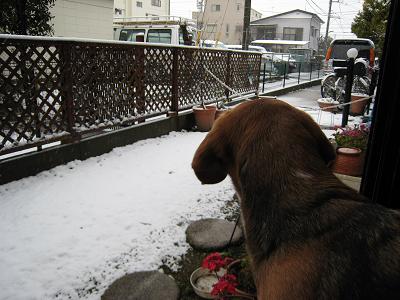 ココ　雪の庭.JPG