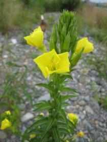 多摩川の花　黄.JPG