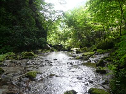桑の木沢４.jpg