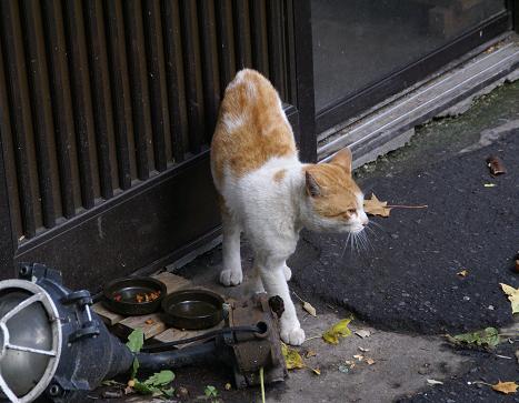 小樽猫.JPG