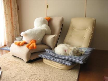 あひるとわんこ.JPG