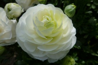 ラナンキュラス-8