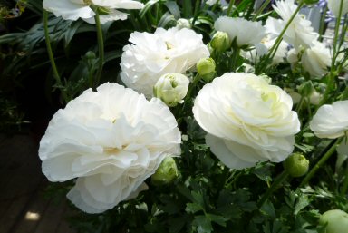 ラナンキュラス-9