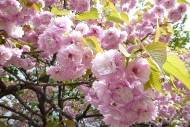 カンザン（関山）