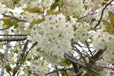 御衣黄（ぎょいこう）