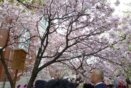 簪桜