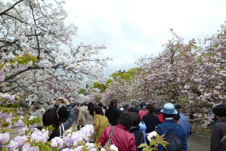 桜の人並み