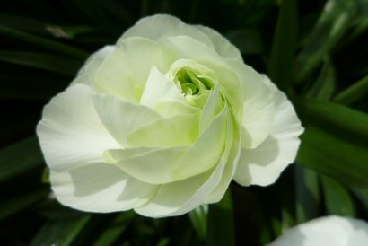 ラナンキュラス-2