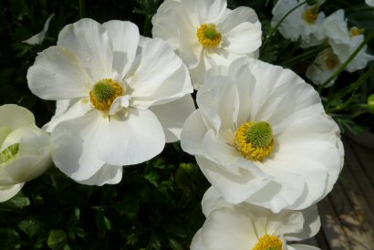 ラナンキュラス-5