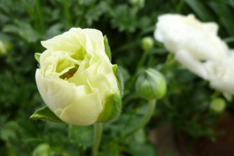 ラナンキュラス-6