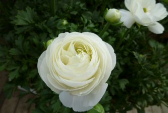 ラナンキュラス-7