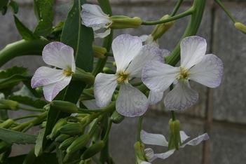 090328 大根の花