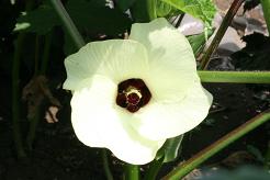 080803オクラの花（7％）