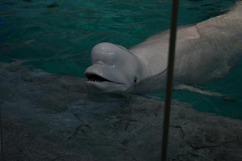 080810名古屋港水族館5