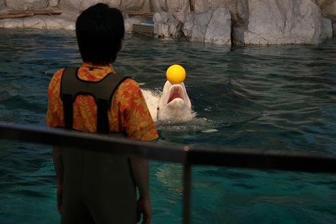080810名古屋港水族館6