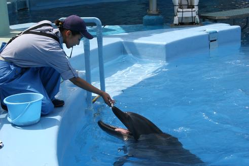 080810名古屋港水族館7
