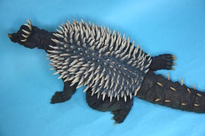 エクスアンギラス５