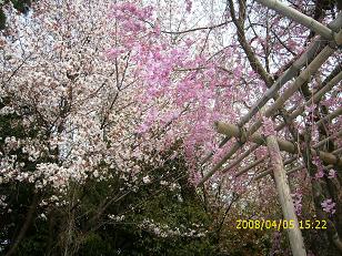 賀茂川の桜