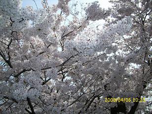 疎水の桜、満開