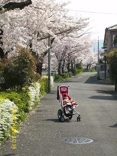 疎水の桜とバギー