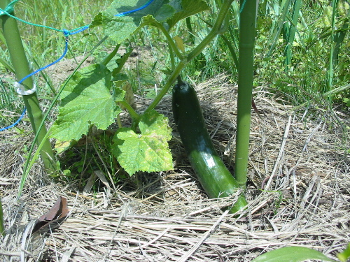 IMG_4899.jpg