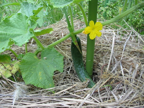 IMG_4876.jpg