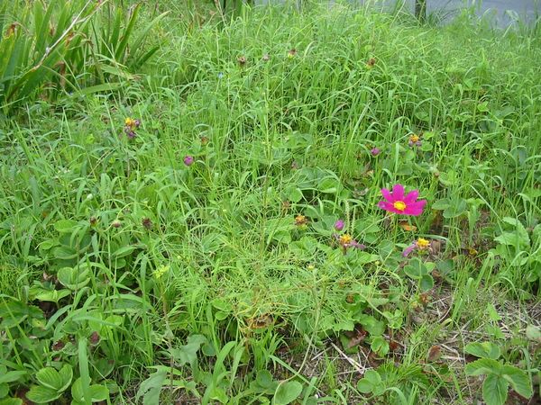画像 080905 003.jpg