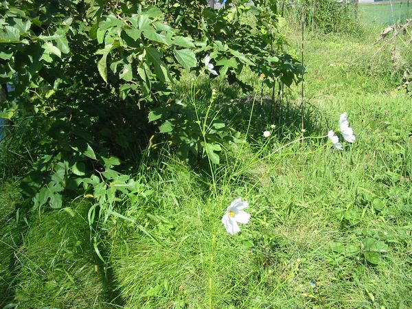 画像 0809024 002.jpg