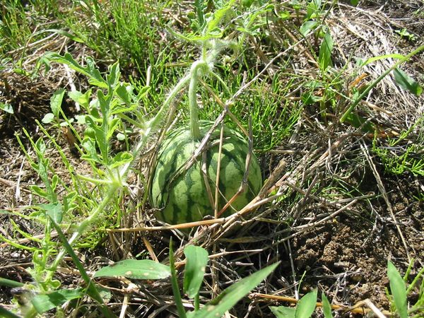 画像 0809024 007.jpg