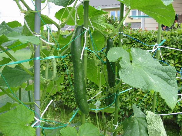画像 080818 003.jpg