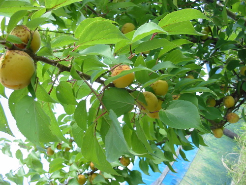 IMG_4955.jpg