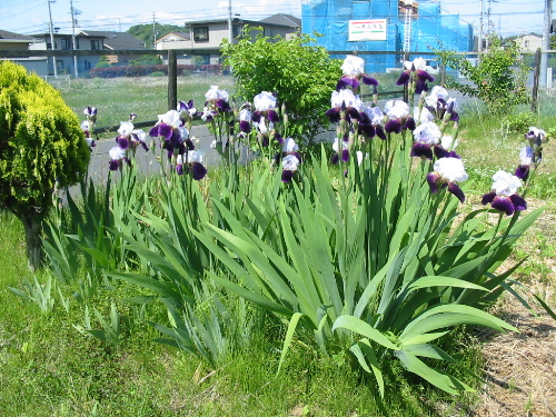 IMG_4760.jpg