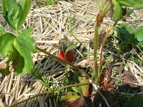 IMG_4764.jpg