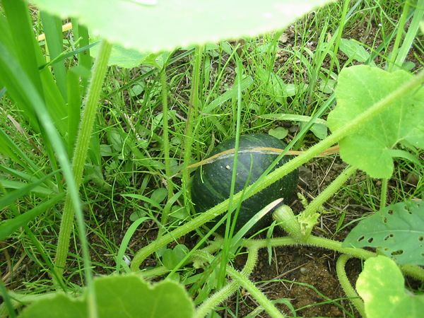 画像 080801 165.jpg
