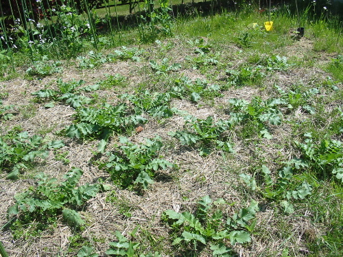 IMG_4771.jpg