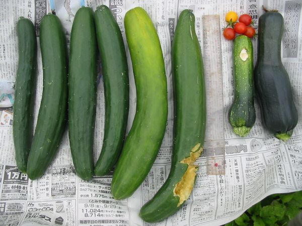 画像 080801 174.jpg