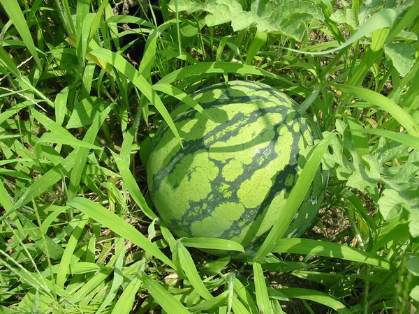 画像 080808 013.jpg