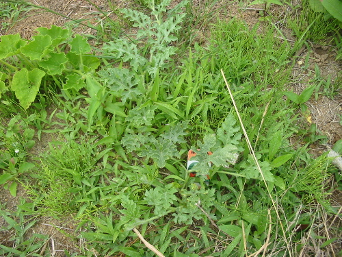 IMG_4854.jpg