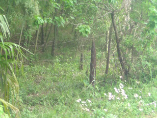 20100520232302.jpg