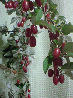 DSC01010.JPG