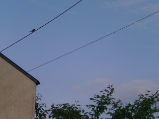 DSC00954.JPG