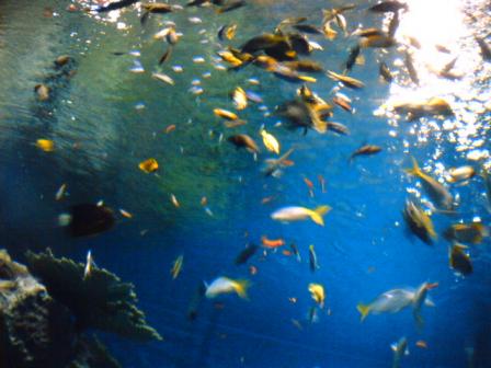 熱帯魚
