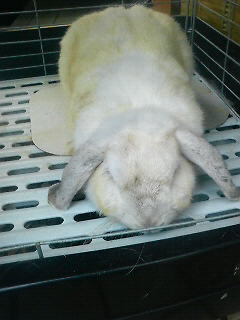 いーやー！！！