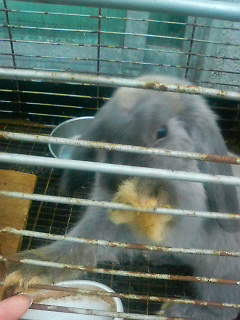 うさぱーんち☆