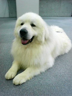 グレートピレニーズ