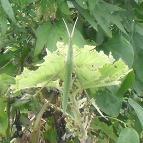 東尋坊　ショウリョウバッタ