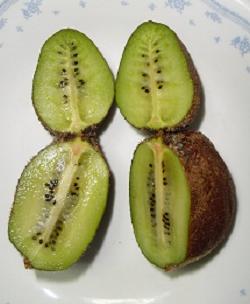 キウイ断面