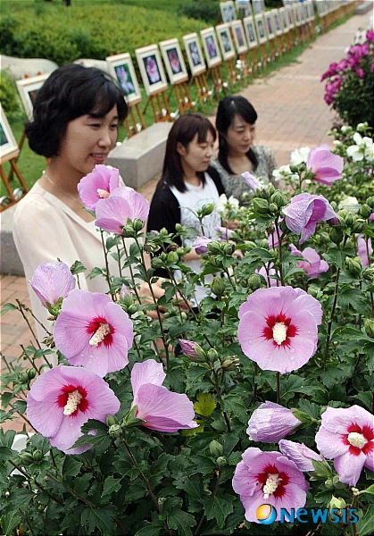 韓国の国花ムグンファ むくげ の展示会 まさこの韓国日記 楽天ブログ