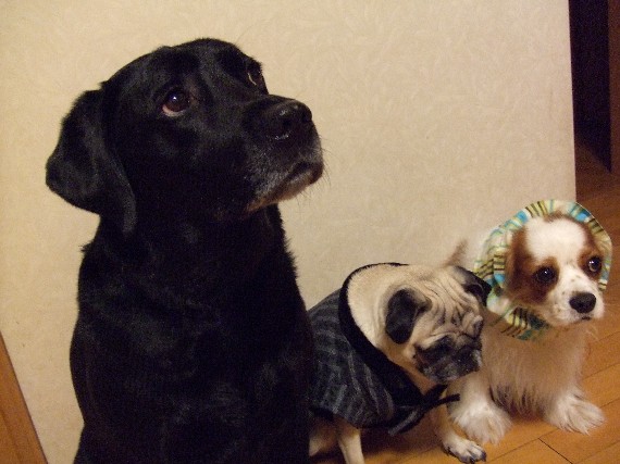 画像 38919guna20.jpg