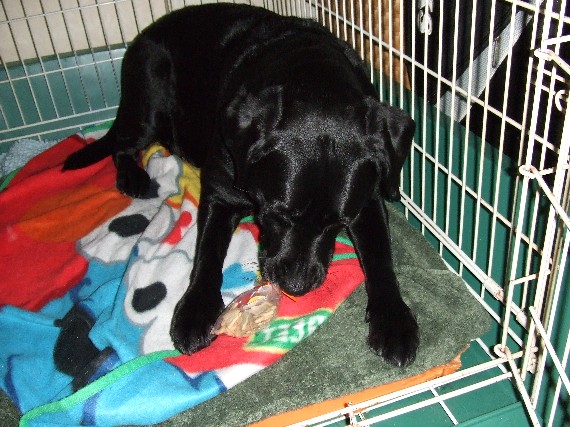 画像 38930tyura20.jpg